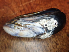 Mytilus californianus