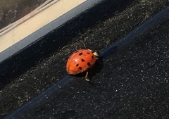 Harmonia axyridis