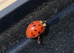 Harmonia axyridis
