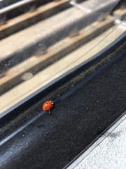 Harmonia axyridis
