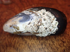 Mytilus californianus