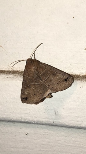 Black-dotted Brown photo 5
