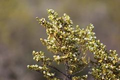 Larrea tridentata