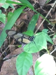 Methona confusa confusa