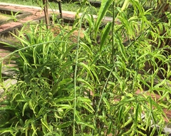 Clinacanthus nutans
