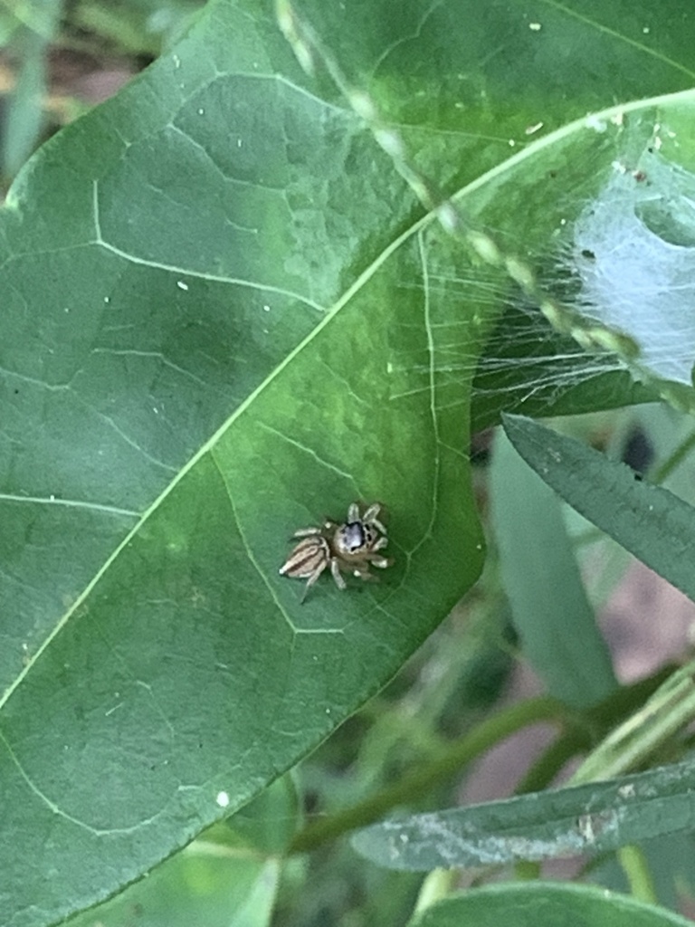 White Garland House Hopper from Berry NSW 2535, Australia on March 29, 2024 at 1212 PM by