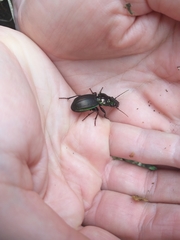 Megadromus antarcticus