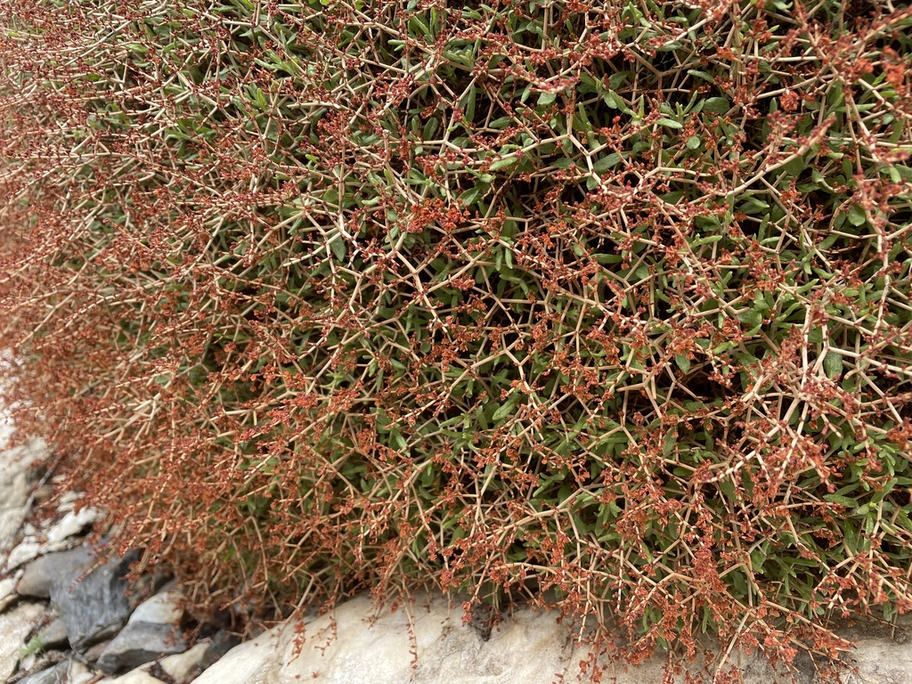 Eriogonum heermannii