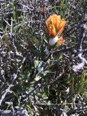 Castilleja affinis neglecta