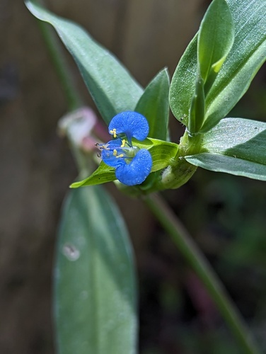 Indian dayflower (Commelina caroliniana)