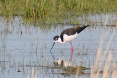 Himantopus mexicanus mexicanus