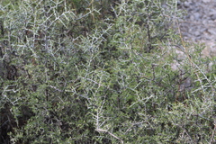 Castela erecta