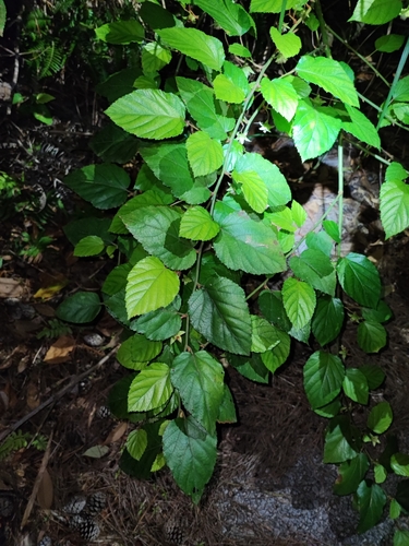 Rubus grayanus iNat (3)