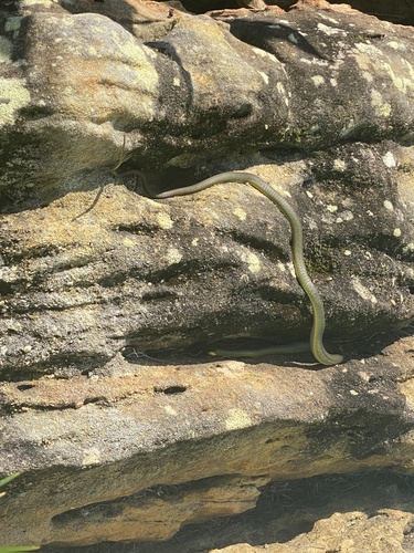 Common Tree Snake sighting