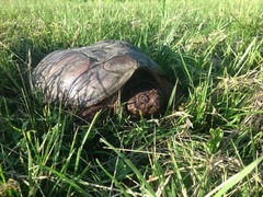 Chelydra serpentina