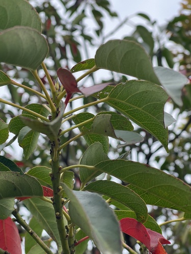Elaeocarpus japonicus iNat (2)