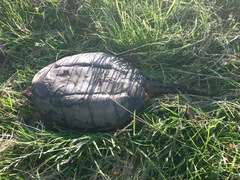 Chelydra serpentina