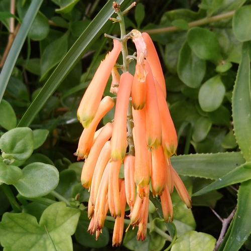Aloiampelos ciliaris