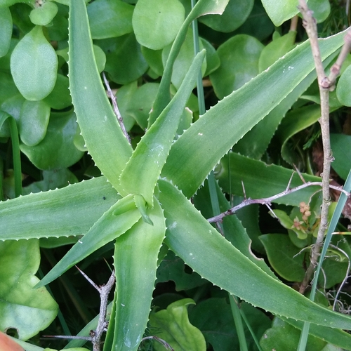 Aloiampelos ciliaris