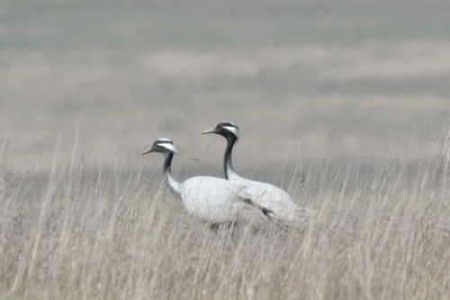 Demoiselle Crane (Grus virgo), photo 8