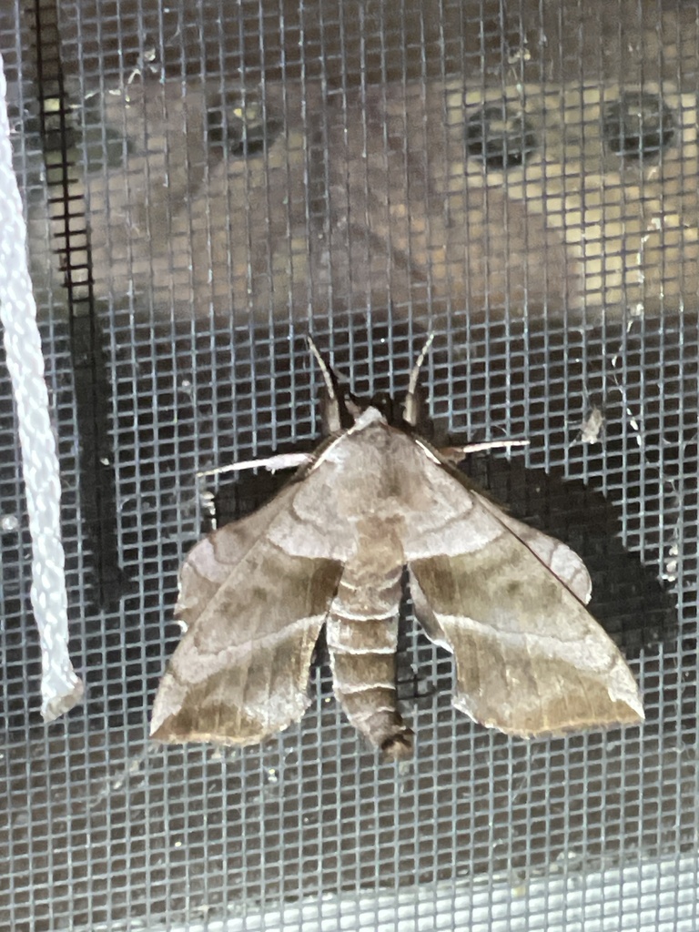 Walnut Sphinx from McKinney, TX, US on March 29, 2024 at 12:10 AM by ...