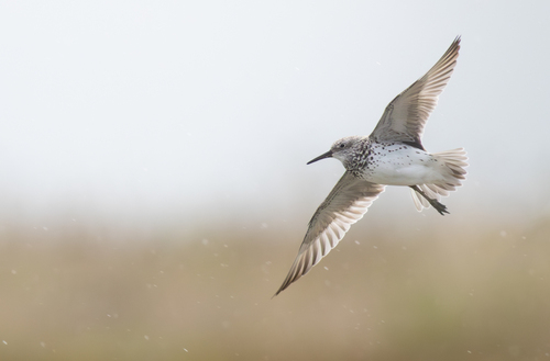 Great Knot