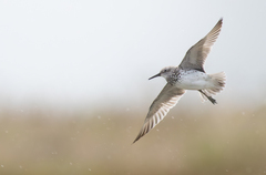 Great Knot