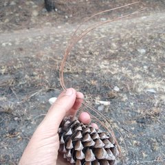 Pinus pseudostrobus apulcensis
