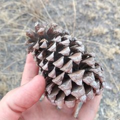 Pinus pseudostrobus apulcensis