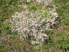 Gypsophila repens