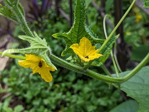 Another photo of Cucumber