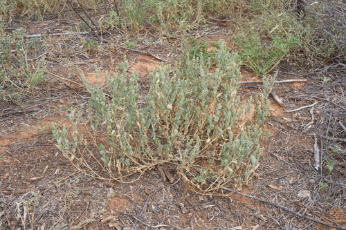 Atriplex acutiloba (Atriplex acutiloba)