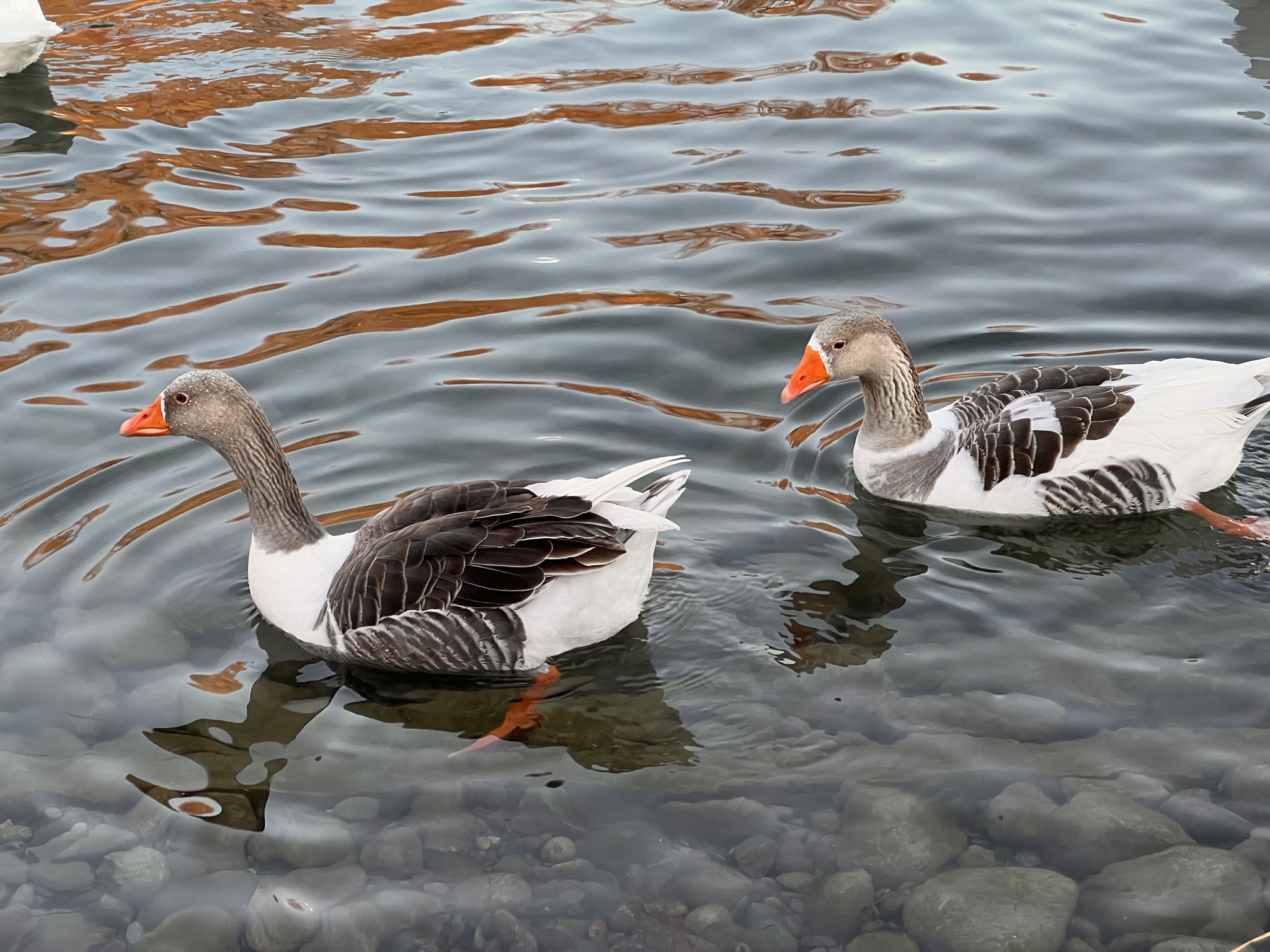 Greylag Goose
