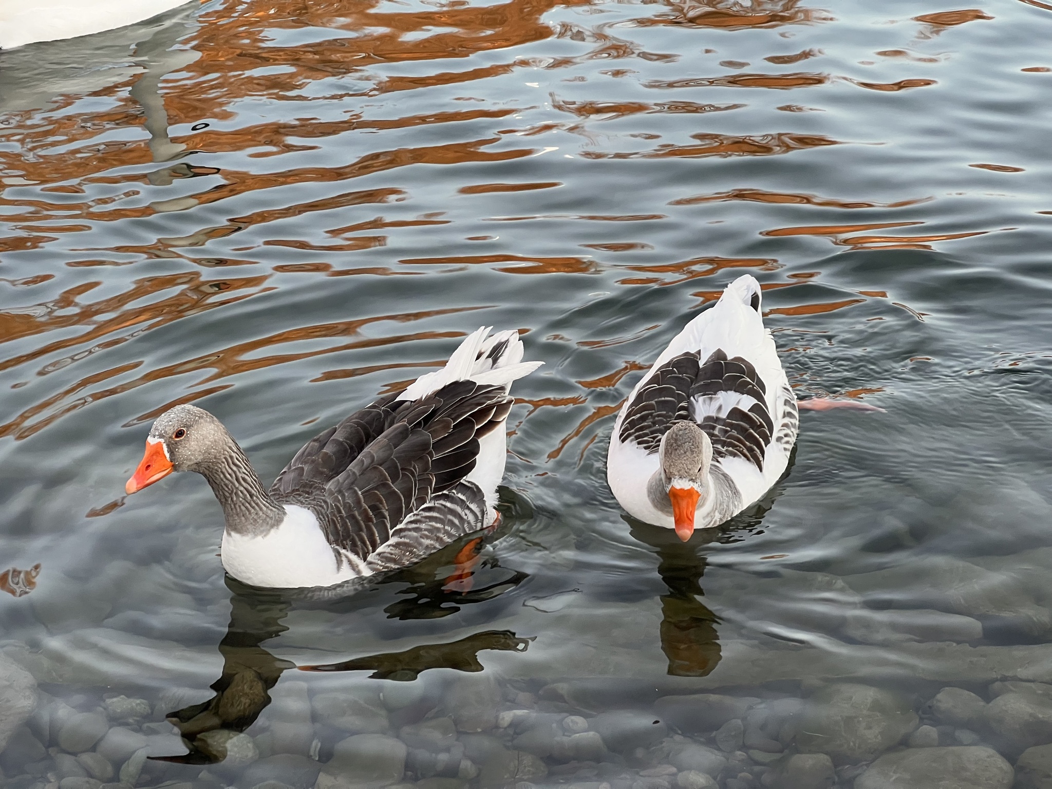 Greylag Goose