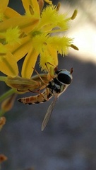 Ischiodon aegyptius