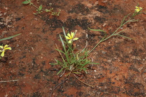 Image of Goodenia lunata by (c) Thomas Mesaglio, some rights reserved (CC BY)