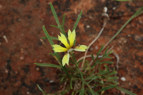 Image of Goodenia lunata by (c) Thomas Mesaglio, some rights reserved (CC BY)