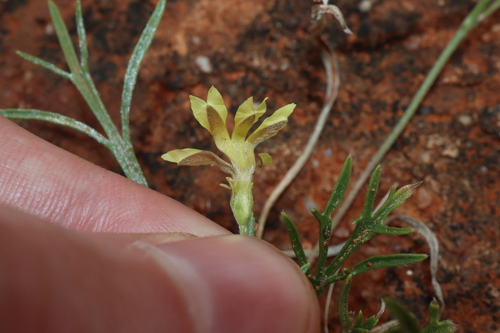 Image of Goodenia lunata by (c) Thomas Mesaglio, some rights reserved (CC BY)