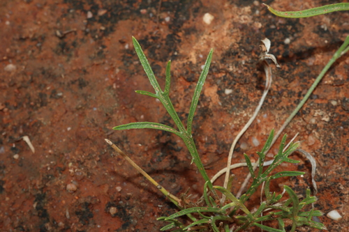 Image of Goodenia lunata by (c) Thomas Mesaglio, some rights reserved (CC BY)