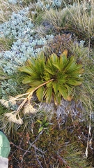 Aciphylla similis
