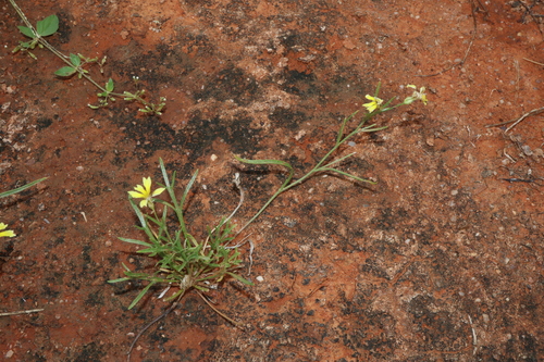 Hairy Goodenia (Goodenia lunata)