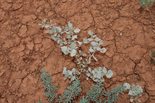Atriplex morrisii (Atriplex morrisii)