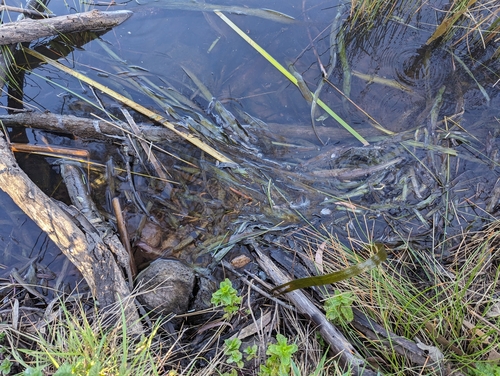 Image of Vallisneria australis by (c) jonathon love, some rights reserved (CC BY)