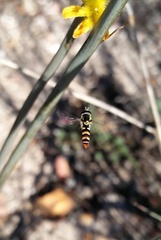 Ischiodon aegyptius