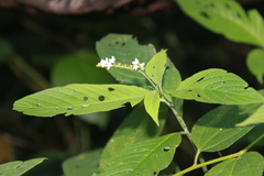 Heliotropium transalpinum