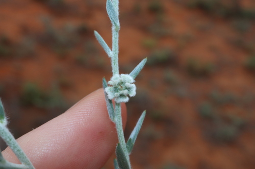 Image of Maireana lobiflora by (c) Thomas Mesaglio, some rights reserved (CC BY)