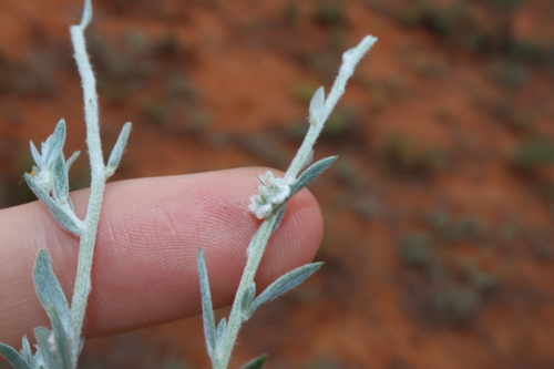 Image of Maireana lobiflora by (c) Thomas Mesaglio, some rights reserved (CC BY)
