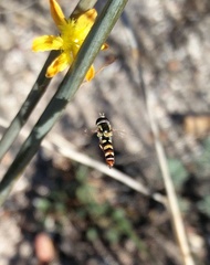 Ischiodon aegyptius