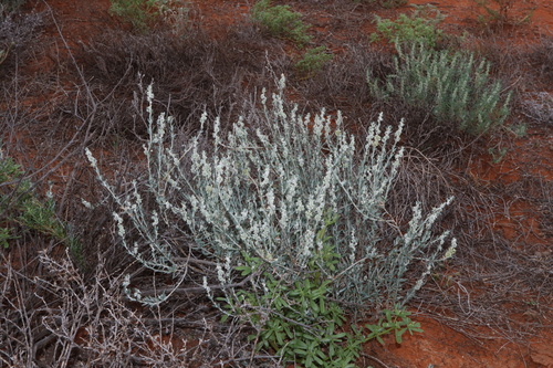 Image of Maireana lobiflora by (c) Thomas Mesaglio, some rights reserved (CC BY)