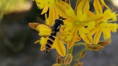 Ischiodon aegyptius